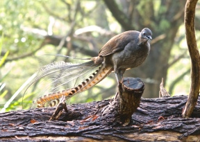 Male Superb Lyrebird